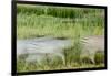 Blurred Plains Zebra, Makgadikgadi Pans National Park, Botswana-Paul Souders-Framed Photographic Print