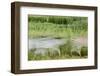 Blurred Plains Zebra, Makgadikgadi Pans National Park, Botswana-Paul Souders-Framed Photographic Print