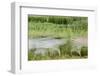 Blurred Plains Zebra, Makgadikgadi Pans National Park, Botswana-Paul Souders-Framed Photographic Print