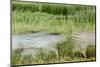 Blurred Plains Zebra, Makgadikgadi Pans National Park, Botswana-Paul Souders-Mounted Photographic Print