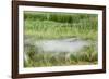 Blurred Plains Zebra, Makgadikgadi Pans National Park, Botswana-Paul Souders-Framed Photographic Print