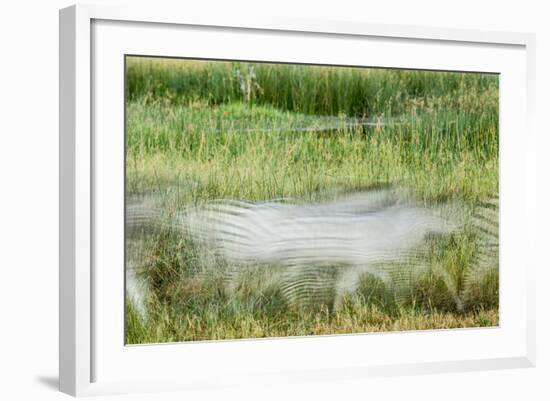 Blurred Plains Zebra, Makgadikgadi Pans National Park, Botswana-Paul Souders-Framed Photographic Print