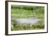 Blurred Plains Zebra, Makgadikgadi Pans National Park, Botswana-Paul Souders-Framed Photographic Print