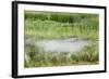 Blurred Plains Zebra, Makgadikgadi Pans National Park, Botswana-Paul Souders-Framed Photographic Print