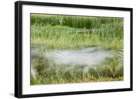 Blurred Plains Zebra, Makgadikgadi Pans National Park, Botswana-Paul Souders-Framed Photographic Print