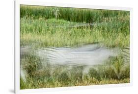 Blurred Plains Zebra, Makgadikgadi Pans National Park, Botswana-Paul Souders-Framed Photographic Print