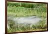 Blurred Plains Zebra, Makgadikgadi Pans National Park, Botswana-Paul Souders-Framed Photographic Print