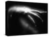 Blurred Sea Slug-Henry Horenstein-Stretched Canvas