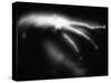 Blurred Sea Slug-Henry Horenstein-Stretched Canvas