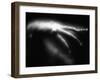 Blurred Sea Slug-Henry Horenstein-Framed Photographic Print