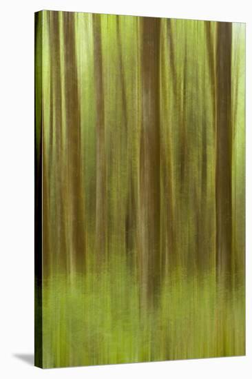 Blurred Trees 1-Moises Levy-Stretched Canvas
