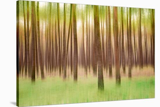 Blurred Trees 5 - Verde-Moises Levy-Stretched Canvas