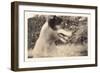 Blurry Photo of Fox Terrier-null-Framed Art Print