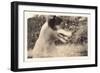 Blurry Photo of Fox Terrier-null-Framed Art Print