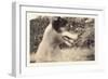 Blurry Photo of Fox Terrier-null-Framed Art Print