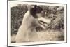 Blurry Photo of Fox Terrier-null-Mounted Art Print