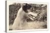 Blurry Photo of Fox Terrier-null-Stretched Canvas