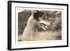 Blurry Photo of Fox Terrier-null-Framed Art Print