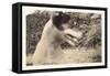 Blurry Photo of Fox Terrier-null-Framed Stretched Canvas