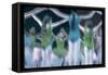 Blurry Timed Exposure of Children from New York City Ballet in Performance of Circus Polka-Gjon Mili-Framed Stretched Canvas