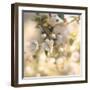 Blush Blossoms I Square Pastel-Sue Schlabach-Framed Art Print