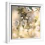 Blush Blossoms I Square Pastel-Sue Schlabach-Framed Art Print