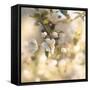 Blush Blossoms I Square Pastel-Sue Schlabach-Framed Stretched Canvas