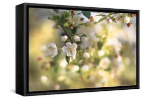 Blush Blossoms I-Sue Schlabach-Framed Stretched Canvas