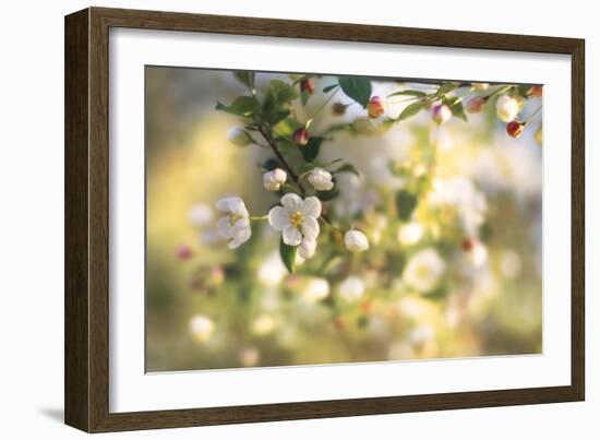 Blush Blossoms I-Sue Schlabach-Framed Art Print