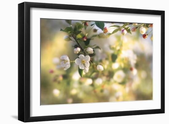 Blush Blossoms I-Sue Schlabach-Framed Art Print