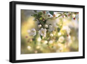 Blush Blossoms I-Sue Schlabach-Framed Art Print