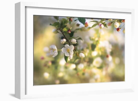 Blush Blossoms I-Sue Schlabach-Framed Art Print