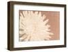 Blush Burst I-Jason Johnson-Framed Photographic Print