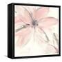 Blush Clematis II-Chris Paschke-Framed Stretched Canvas