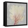 Blush Coral II-Aimee Wilson-Framed Stretched Canvas