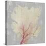 Blush Coral II-Aimee Wilson-Stretched Canvas