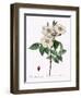 Blush Damask Rose, Rosa Damascena Subalba-Pierre Joseph Redoute-Framed Giclee Print