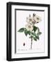 Blush Damask Rose, Rosa Damascena Subalba-Pierre Joseph Redoute-Framed Giclee Print