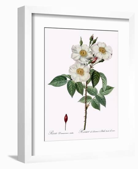Blush Damask Rose, Rosa Damascena Subalba-Pierre Joseph Redoute-Framed Giclee Print