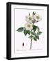 Blush Damask Rose, Rosa Damascena Subalba-Pierre Joseph Redoute-Framed Giclee Print