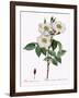 Blush Damask Rose, Rosa Damascena Subalba-Pierre Joseph Redoute-Framed Giclee Print