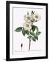 Blush Damask Rose, Rosa Damascena Subalba-Pierre Joseph Redoute-Framed Giclee Print