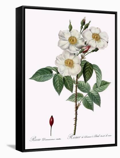 Blush Damask Rose, Rosa Damascena Subalba-Pierre Joseph Redoute-Framed Stretched Canvas