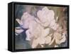 Blush Gardenia Beauty I-Sharon Chandler-Framed Stretched Canvas