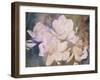 Blush Gardenia Beauty I-Sharon Chandler-Framed Art Print