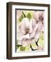 Blush Magnolia II-Grace Popp-Framed Art Print