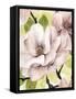 Blush Magnolia II-Grace Popp-Framed Stretched Canvas