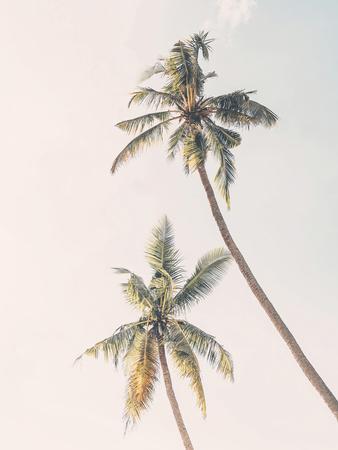 'Blush Palm Tree 2' Giclee Print - Sisi and Seb | AllPosters.com