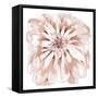 Blush Peony-Beverly Dyer-Framed Stretched Canvas