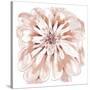 Blush Peony-Beverly Dyer-Stretched Canvas